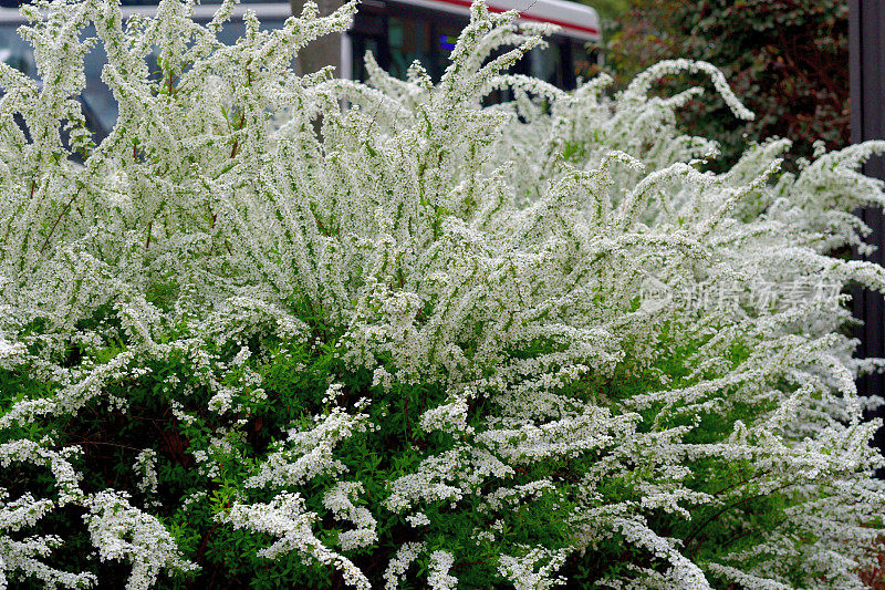 桑贝里绣线菊/桑贝里绣线菊